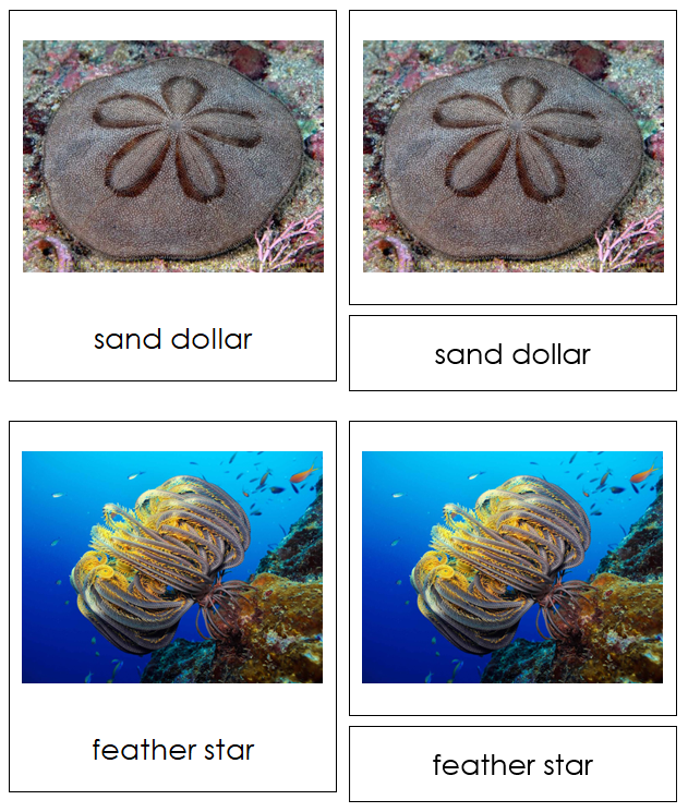 8 types of Echinodermata (Animal Kingdom) - Montessori Print Shop Digital Download