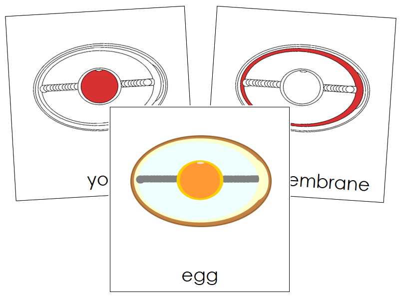 Parts of an Egg 3-Part Nomenclature Cards (red) - Montessori Print Shop Digital Download
