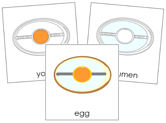 Parts of an Egg Nomenclature Cards - Montessori Print Shop Digital Download