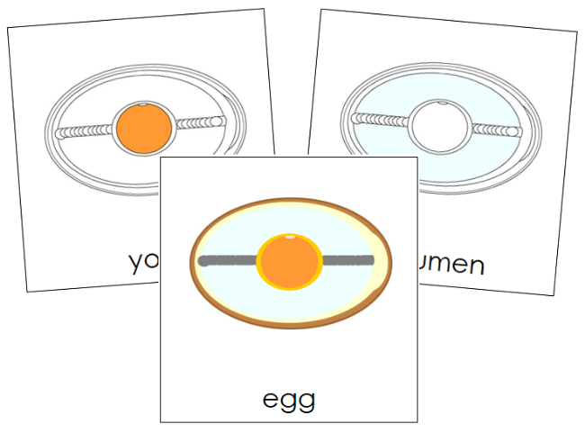 Parts of an Egg Nomenclature Cards - Montessori Print Shop Digital Download