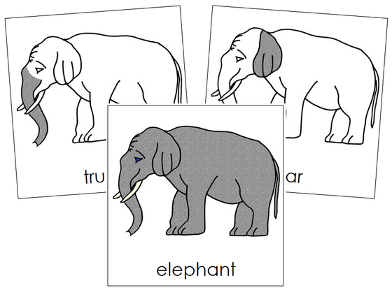 Elephant Nomenclature Cards - Montessori Print Shop