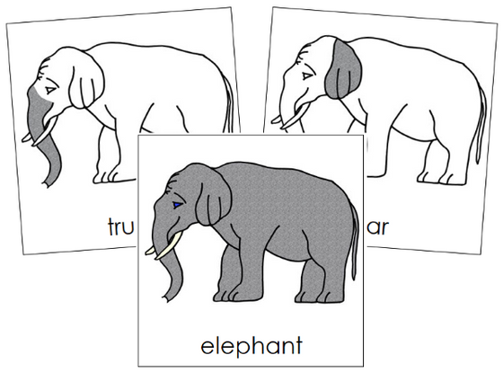 Parts of an Elephant 3-Part Cards Nomenclature Cards - Montessori Print Shop Digital Download 