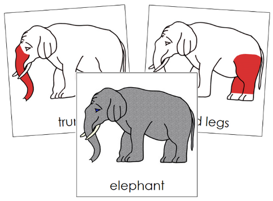 Parts of an Elephant Nomenclature Cards (red) - Montessori Print Shop Digital Download