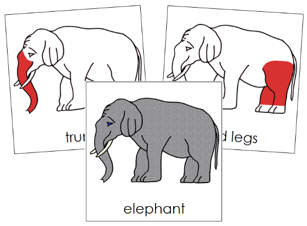 Parts of an Elephant Nomenclature Cards (red) - Montessori Print Shop Digital Download