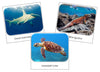 Endangered Marine Species Safari Toob Cards - Montessori Print Shop