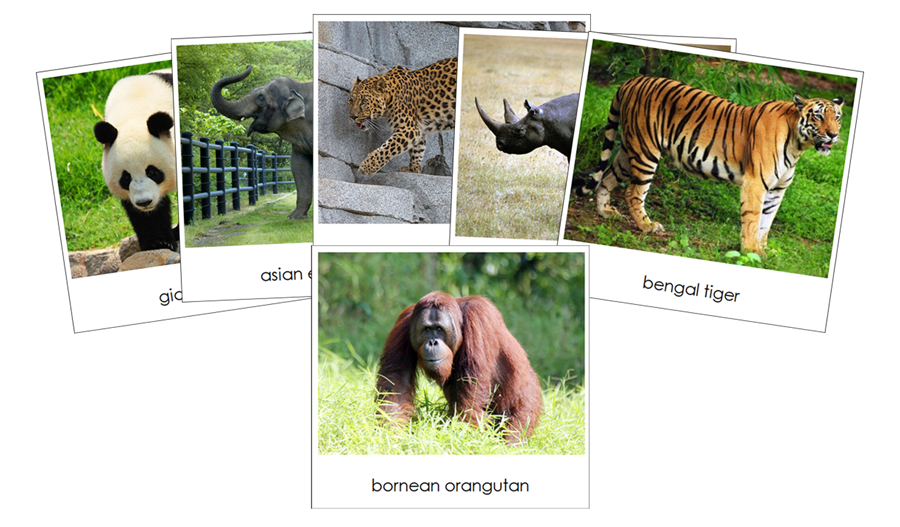 Endangered Species (Land) - Safari Toob Cards - Montessori Print Shop Digital Download