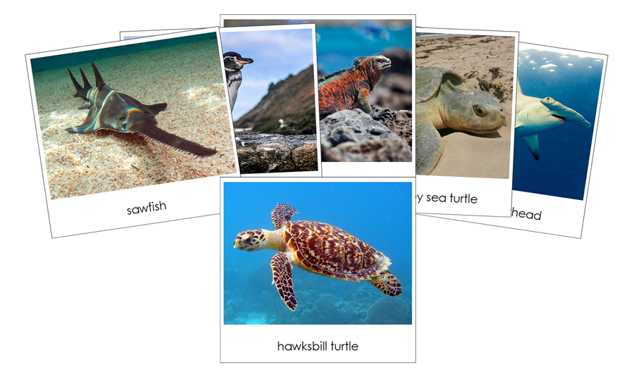 Endangered Species (Marine) - Safari Toob Cards - Montessori Print Shop Digital Download