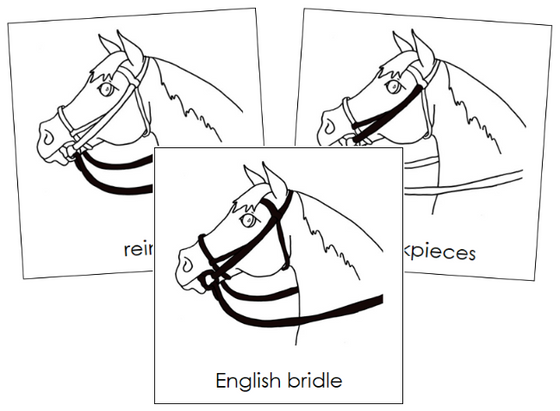 Parts of an English Bridle Nomenclature Cards - Montessori Print Shop Digital Download
