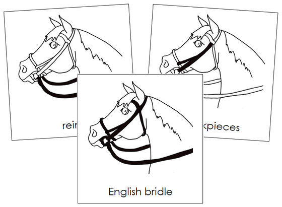 English Bridle Nomenclature Cards - Montessori Print Shop