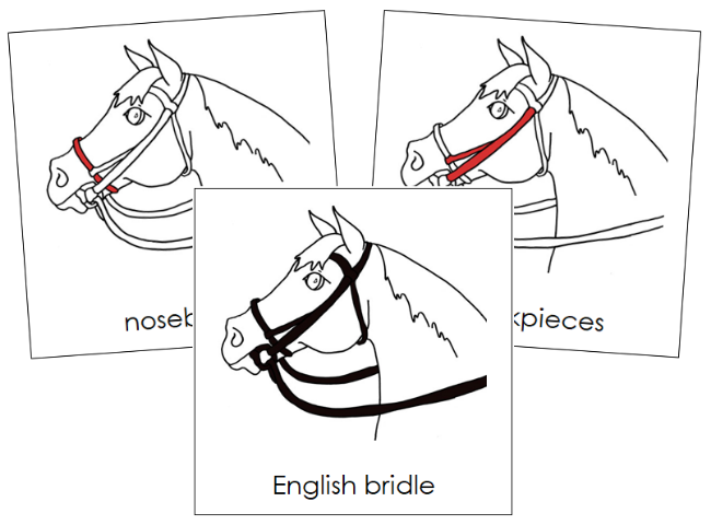 Parts of an English Bridle Nomenclature Cards (red) - Montessori Print Shop Digital Download