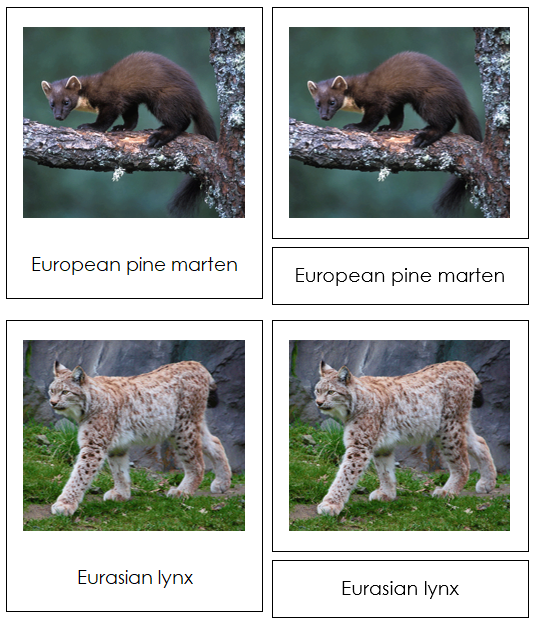 Animals of Europe 3-Part Continent Cards - Montessori Print Shop Digital Download