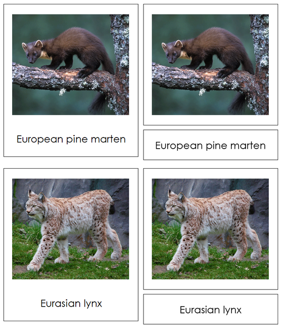 Animals of Europe 3-Part Cards - Montessori Print Shop Digital Download