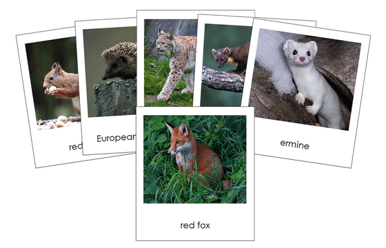 Animals of Europe 3-Part Cards - Montessori Print Shop Digital Download