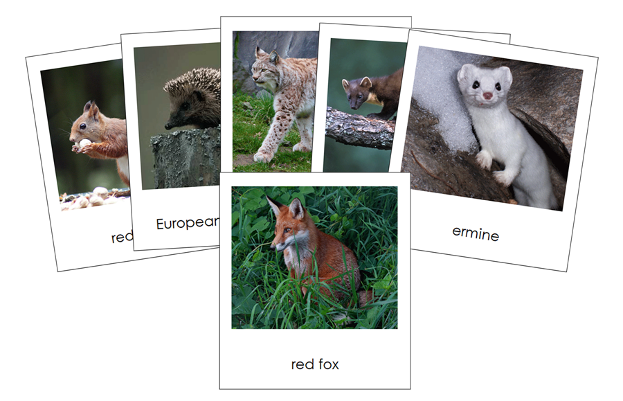 Animals of Europe 3-Part Cards - Montessori Print Shop Digital Download
