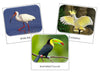 Exotic Birds Safari Toob Cards - Montessori Print Shop