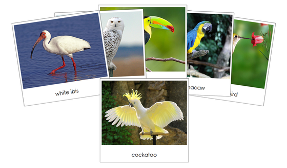 Exotic Birds - Safari Toob Cards - Montessori Print Shop Digital Download