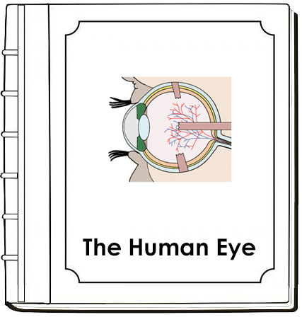 Eye Nomenclature Book (red) - Montessori Print Shop Digital Download