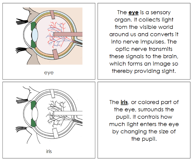 Parts of an Eye Nomenclature Book - Montessori Print Shop Digital Download