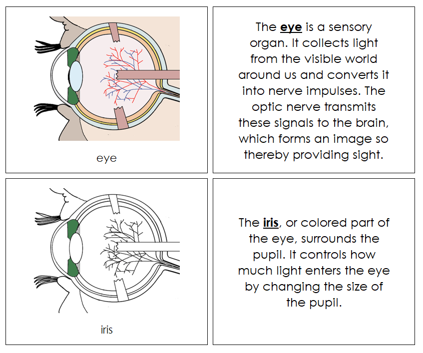 Eye Nomenclature Book - Montessori Print Shop