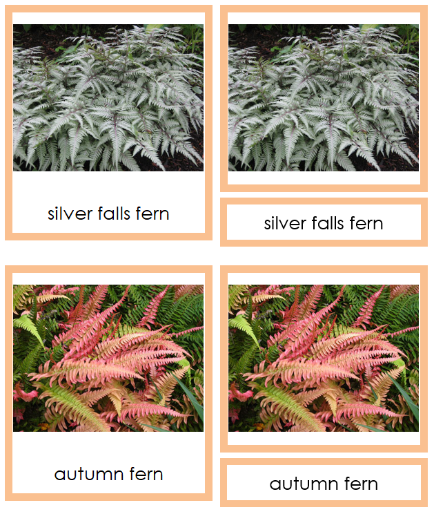 Filicinophyta Plants - Montessori Print Shop