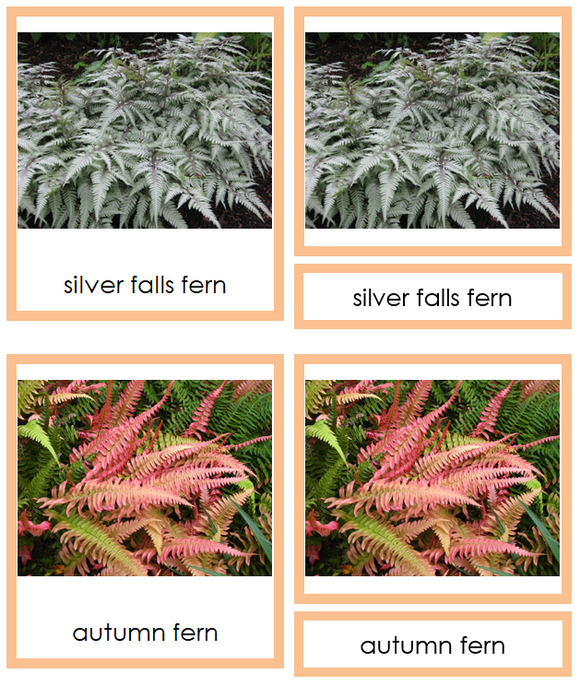 Division Filicinophyta Cards - Montessori Print Shop Digital Download