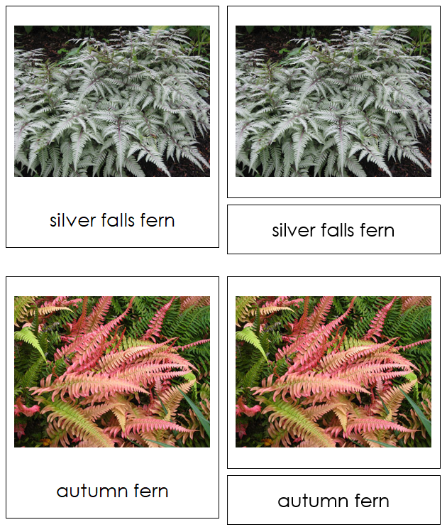 8 types of Filicinophyta (ferns) - Montessori Print Shop Digital Download