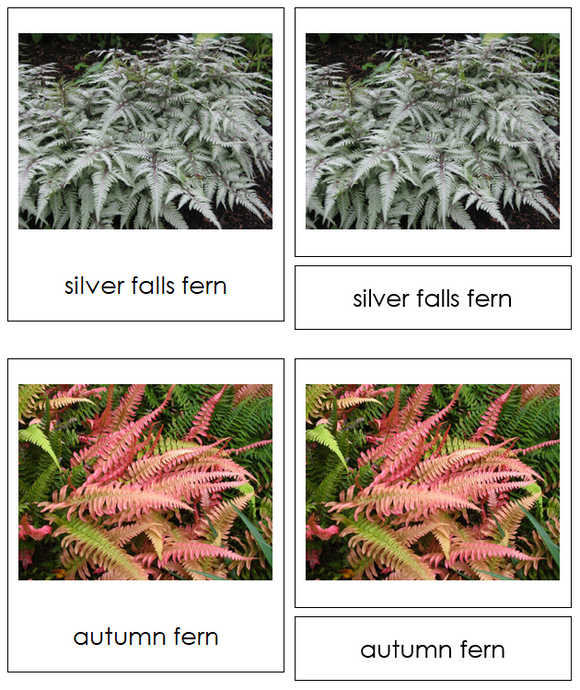 Division Filicinophyta Cards - Montessori Plant Kingdom