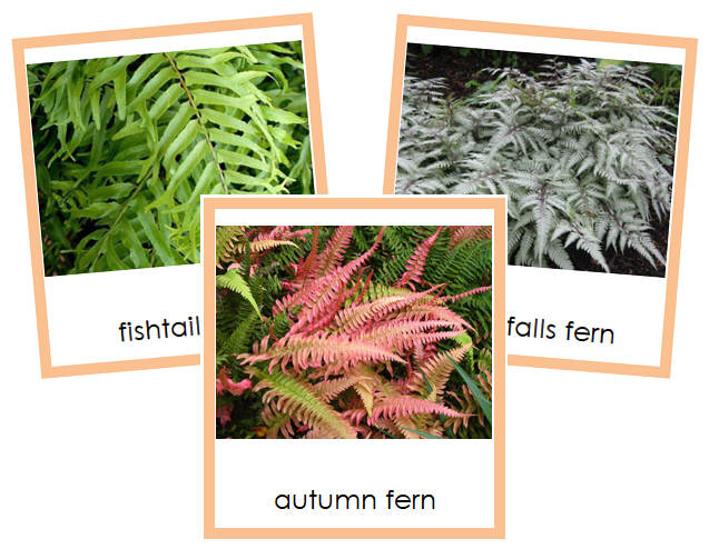 Division Filicinophyta Cards - Montessori Print Shop Digital Download