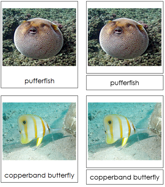 Types of Fish 3-Part Cards - Montessori Print Shop