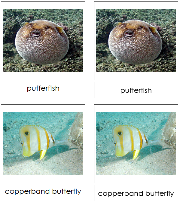 Types of Fish 3-Part Cards - Montessori Print Shop