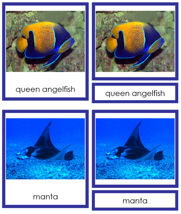 Types of Fish - Animal Kingdom Cards - Montessori Print Shop Digital Download
