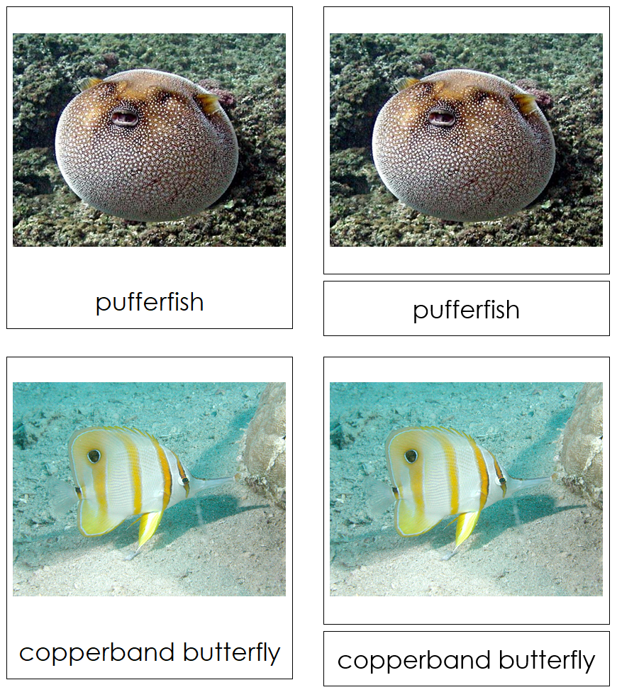 Types of Fish 3-Part Cards - Montessori Print Shop Digital Download