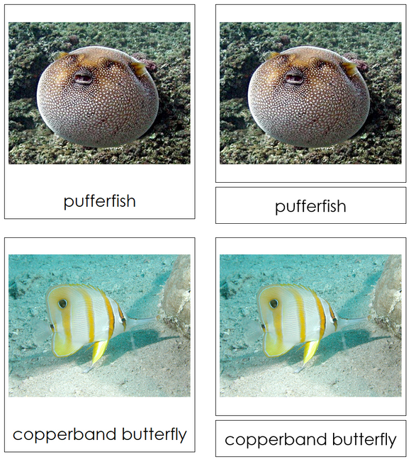 Types of Fish 3-Part Cards - Montessori Print Shop Digital Download