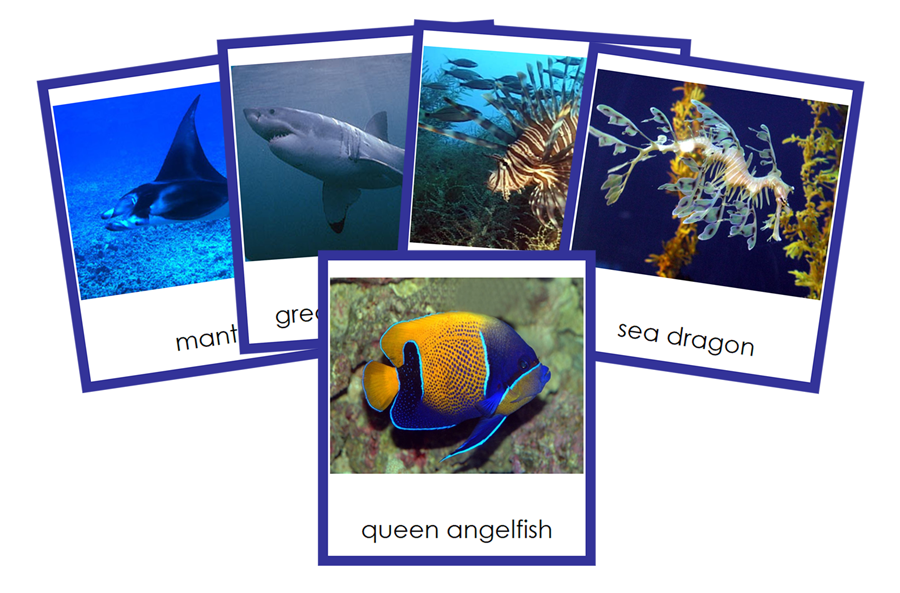 Types of Fish - Animal Kingdom Cards - Montessori Print Shop Digital Download