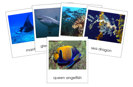 Types of Fish 3-Part Cards - Animal Kingdom Cards - Montessori Print Shop Digital Download