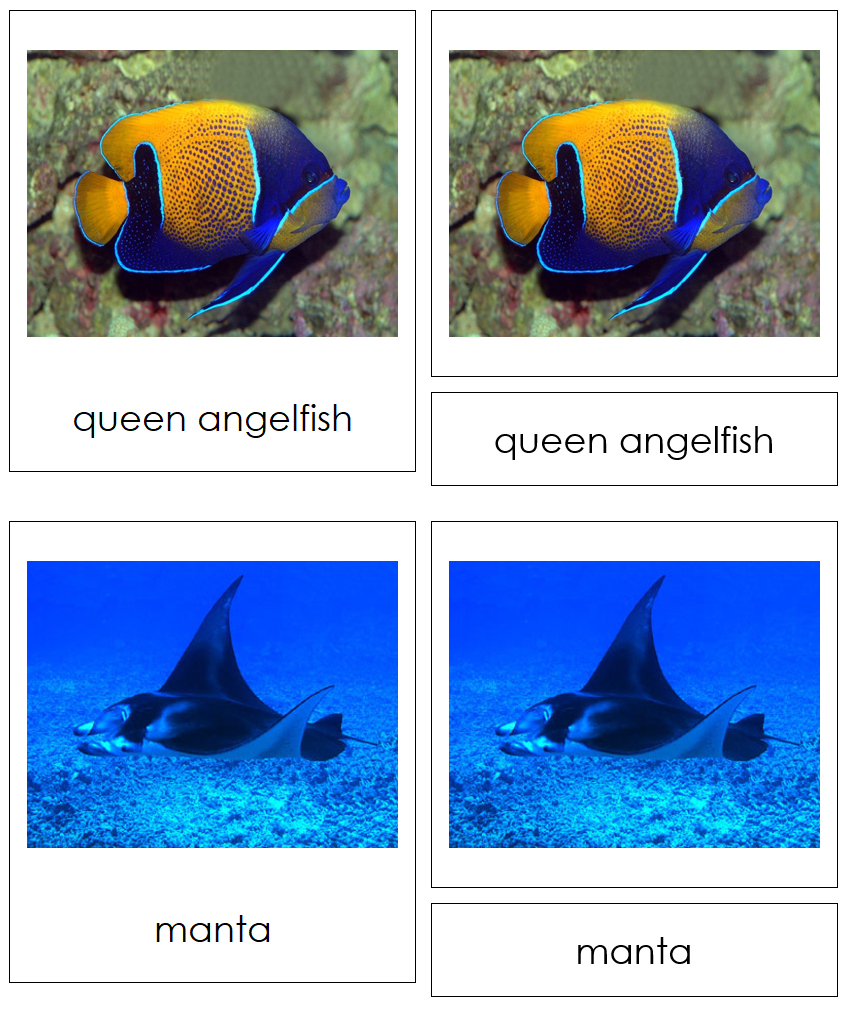 Types of Fish 3-Part Cards - Animal Kingdom Cards - Montessori Print Shop Digital Download
