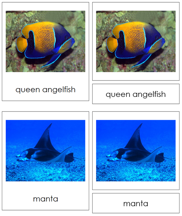 Types of Fish 3-Part Cards - Animal Kingdom Cards - Montessori Print Shop Digital Download