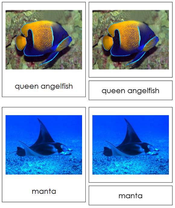 Class Pisces (fish) Cards - Animal Kingdom - Montessori Print Shop