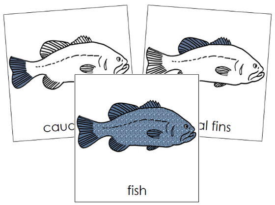 Parts of a Fish 3-Part Nomenclature  Cards - Montessori Print Shop Digital Download