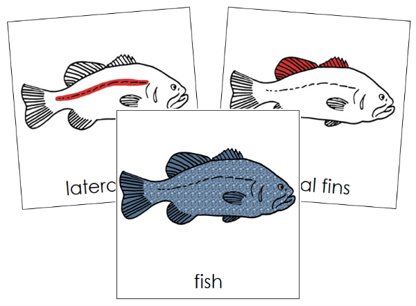 Parts of a Fish 3-Part Nomenclature Cards (red) - Montessori Print Shop Digital Download