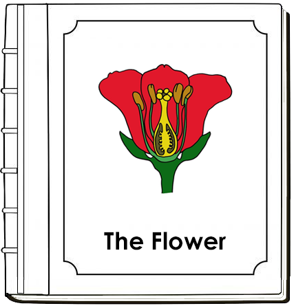 Parts of a Flower Nomenclature Book (red) - Montessori Print Shop Digital Download