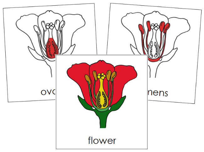 Flower Nomenclature Cards (red) - Montessori Print Shop Digital Download
