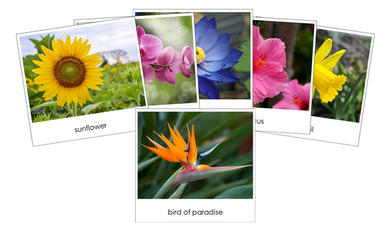 Flowers - Safari Toob Cards - Montessori Print Shop Digital Download