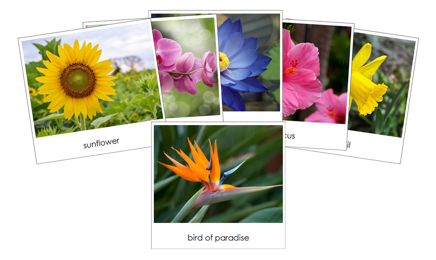 Flowers - Safari Toob Cards - Montessori Print Shop Digital Download