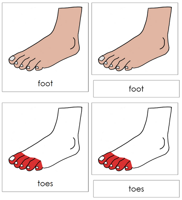 Parts of a Human Foot Nomenclature Cards (red) - Montessori Print Shop ...