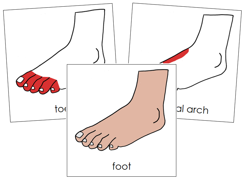 Foot Nomenclature Cards (red) - Montessori Print Shop