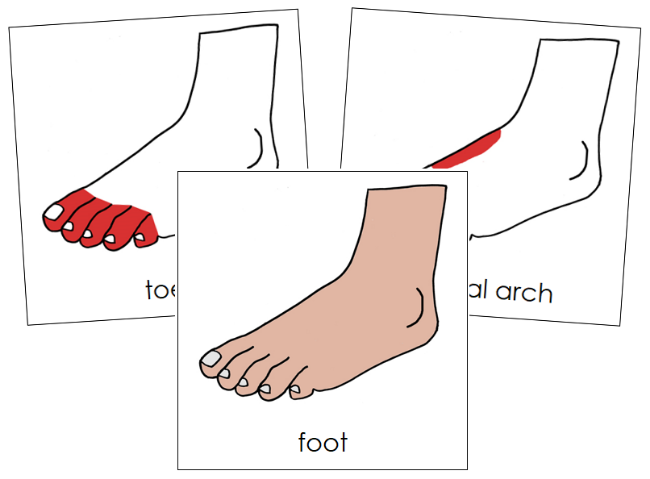 Parts of a Foot Nomenclature Cards (red) - Montessori Print Shop Digital Download