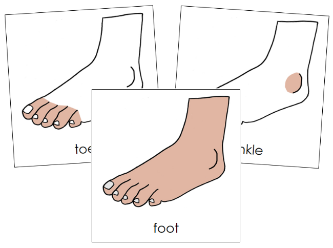Parts of a Foot Nomenclature Cards - Montessori Print Shop Digital Download