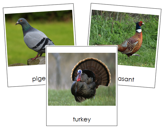 Fowl 3-part cards - Montessori Print Shop