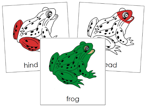 Parts of a Frog Nomenclature Cards (red) - Montessori Print Shop Digital Download